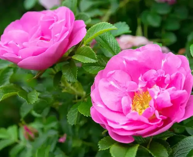 叶植物纲蔷薇科 /a>下的一属植物,大约有317种物种以及上千个栽培品种