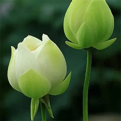 131张最漂亮荷花大全头像 唯美适合做头像的荷花图片_微信头像_头像屋