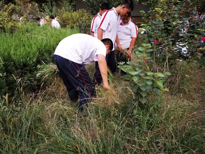 杜郎口中学-拔草活动