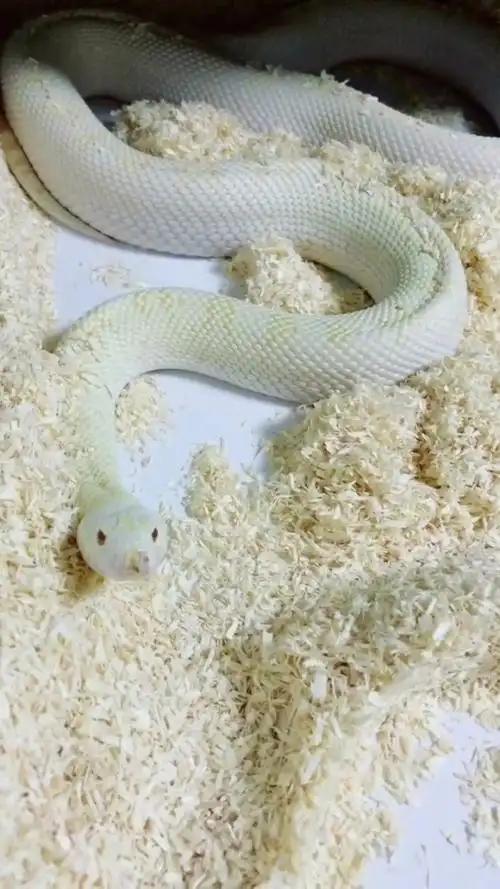 晶莹剔透的小白蛇,不知道你们喜欢吗