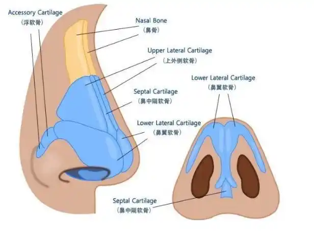 五官必修课—鼻子五官之首