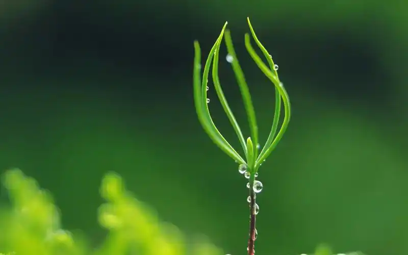 超清绿色护眼植物图片电脑壁纸