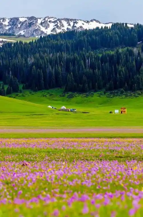 国旅自组力哥带你赏新疆吐尔根杏花那拉提双草原赛里木湖蓝冰六星街