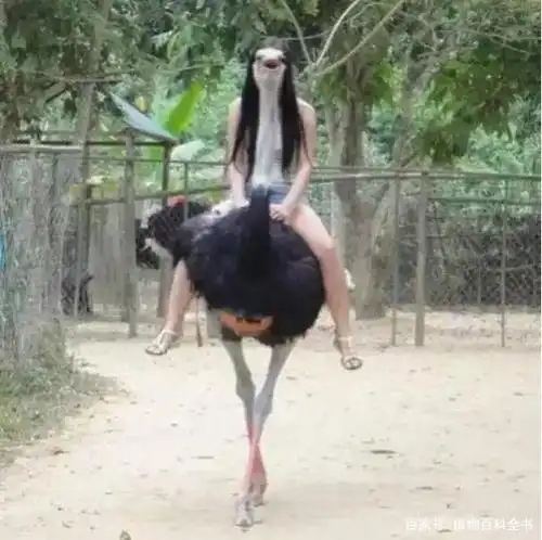 这是外星人吗?哈哈哈,原来是长发美女在骑鸵鸟,脸被鸵鸟的头挡住了!