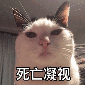 死亡凝视(猫咪)_猫咪_凝视_死亡表情