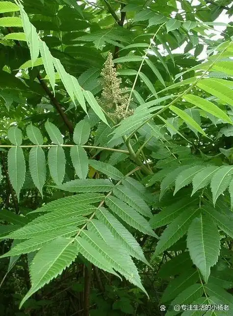 臭椿树和香椿树区别