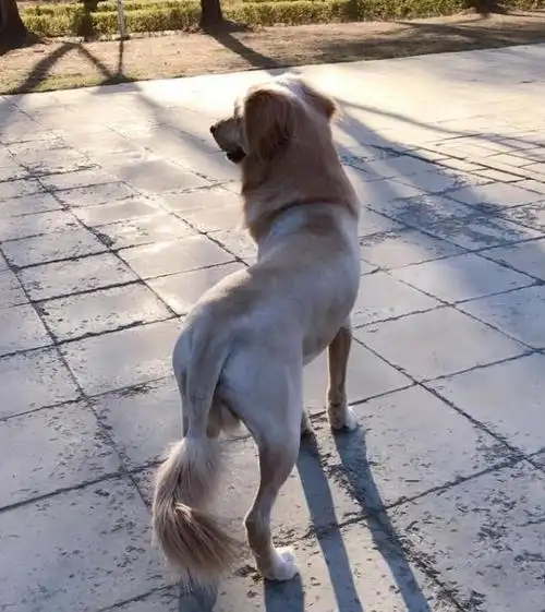 普贝斯:金毛理完体毛,变成小狮子?