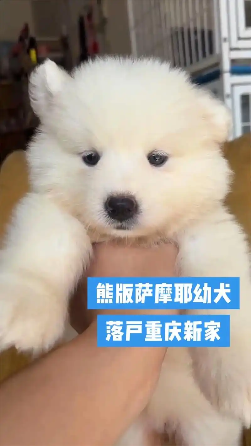 萨摩耶熊版品相超级 - 抖音