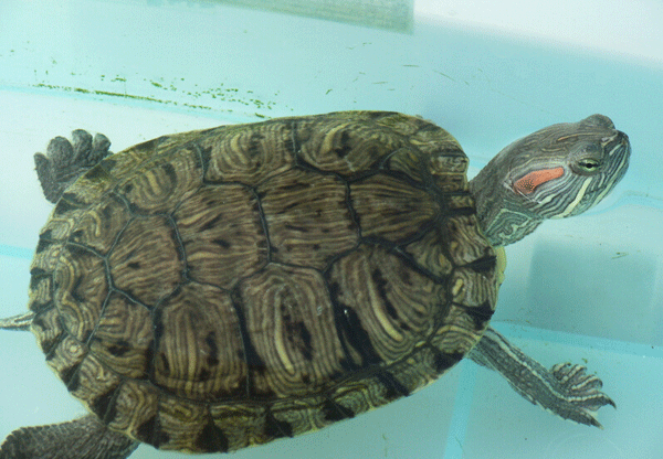 长寿龟怎么养 长寿龟的饲养方法