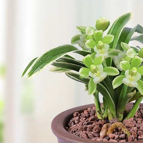 兰花 建兰金边矮种 凤凰冠 带边艺 色花 盆栽 室内 阳台 花卉