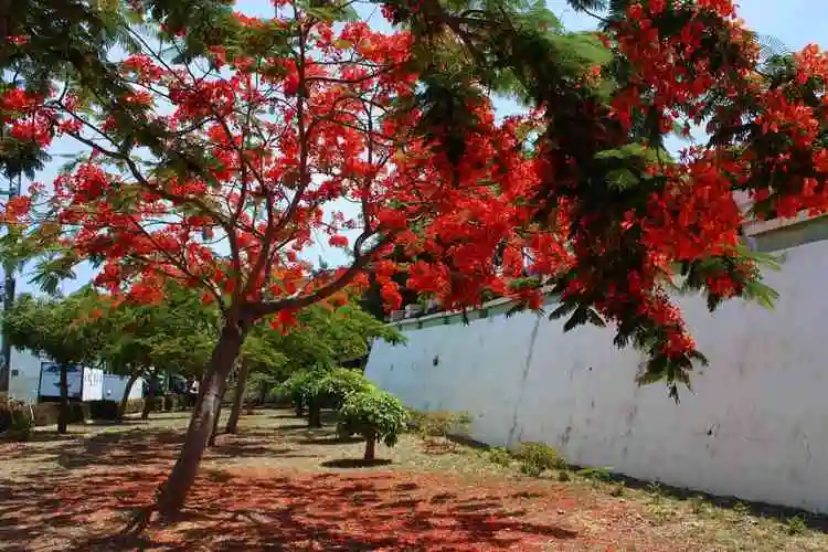 火焰木有几种?带你认识这几种色彩鲜艳的火焰木品种!