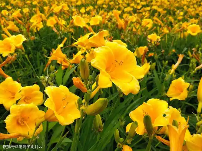 金娃娃萱草:心无芥蒂的娃娃脸美人,花靥含笑解恚忘忧_资阳_图片_公园