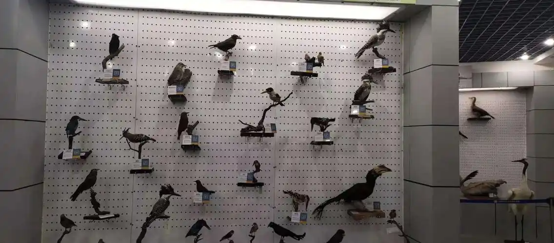 走进河师大标本馆,感受生物魅力.