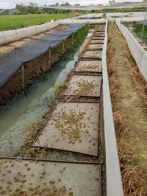 养殖石蛙最简单的方法?_大全-幸福起航