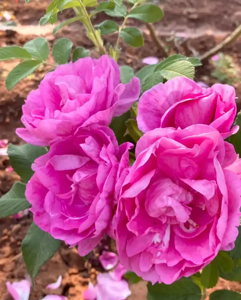 晨曦中,小花园里的可食用玫瑰花开出了油画牡丹的腔调,芬芳四溢 - 抖