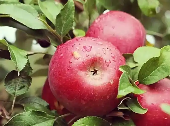 苹果本不叫苹果古人取了个很唯美的名字被日本人沿用至今
