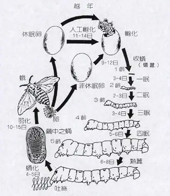 他头里面还很多黑的 不会是堆积物太多了吧?
