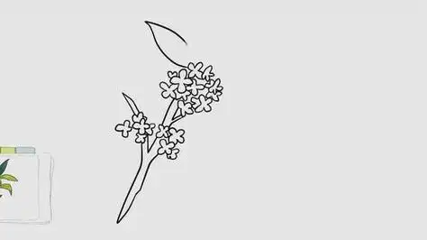 桂花简笔画桂花简笔画简单又漂亮
