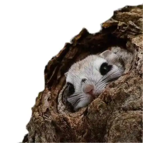 活物松鼠蜜袋鼯幼龙猫迷你萌宠微型宠物幼崽飞鼠