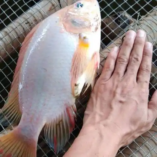 广东珍珠罗非鱼