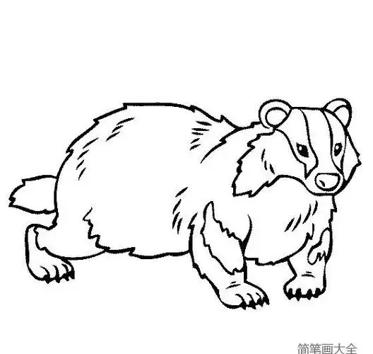 野生动物简笔画大全简笔画獾