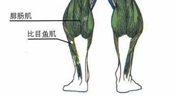 皇家比目鱼---袭扰皇马的比目鱼肌伤势是怎么回事