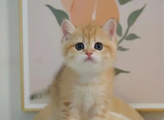 金渐层  #吸猫  #我家宠物好可爱  小贪吃鬼,吃什么都很香的小奶猫.