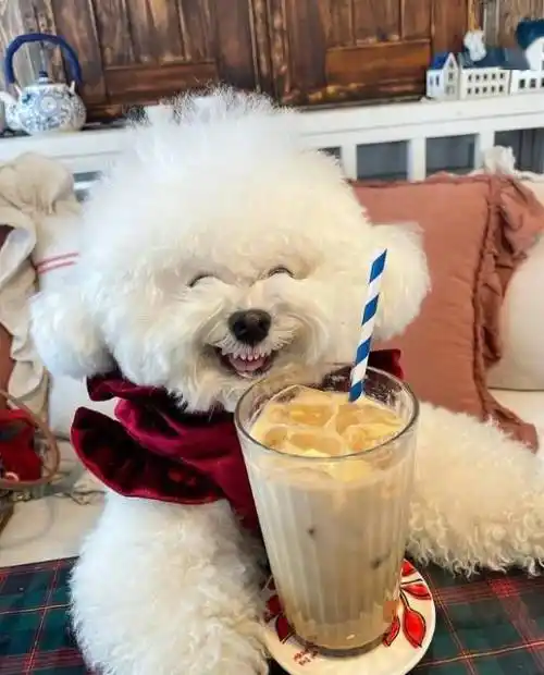 狗狗界小公主百变表情比熊犬一秒卖萌一秒邪恶