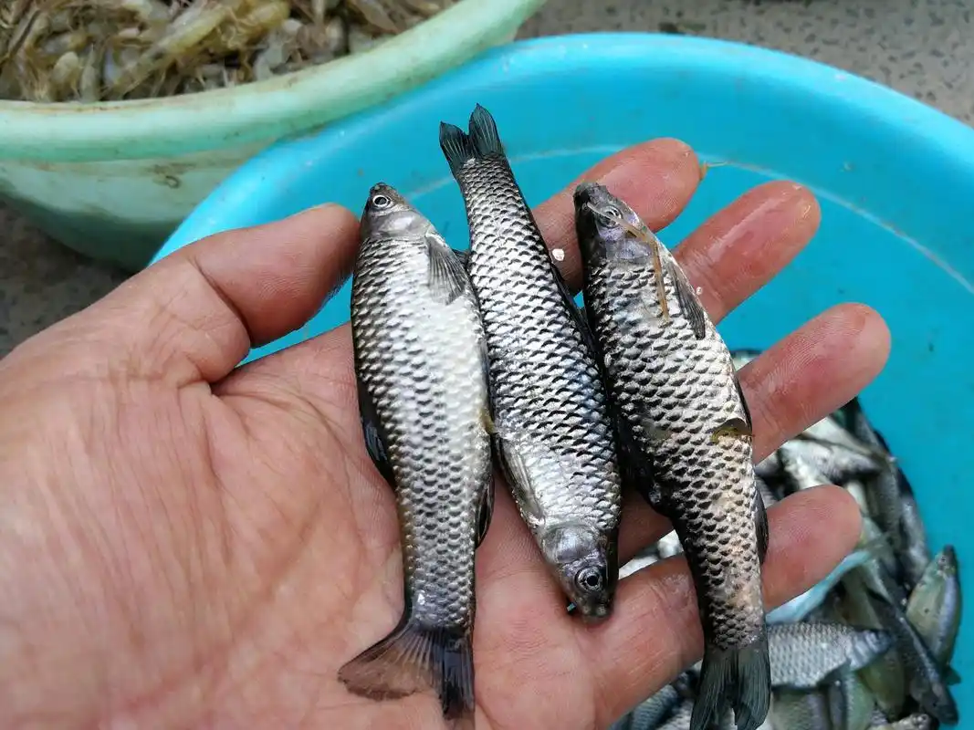 农村大集上几种稀罕野生小鱼图六是小鱼中的极品可遇不可求