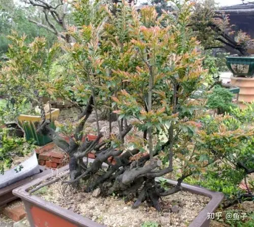 小叶紫檀和黑骨茶的辨识区别以及鉴赏