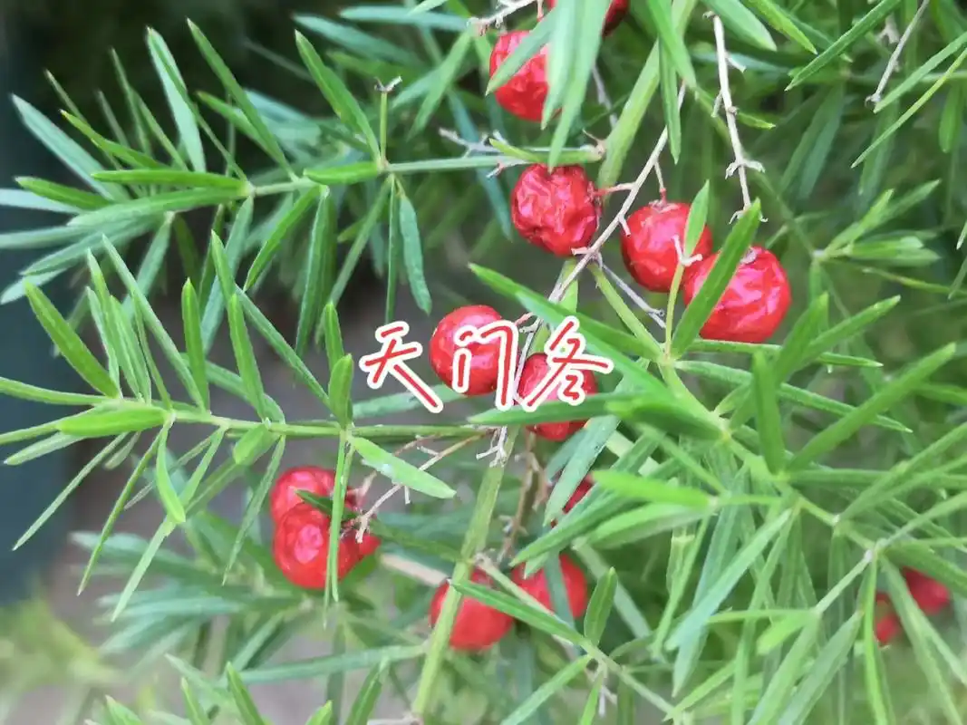 天门冬(asparagus cochinchinensis  - 抖音
