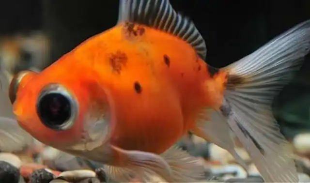 大眼金鱼叫什么名字?