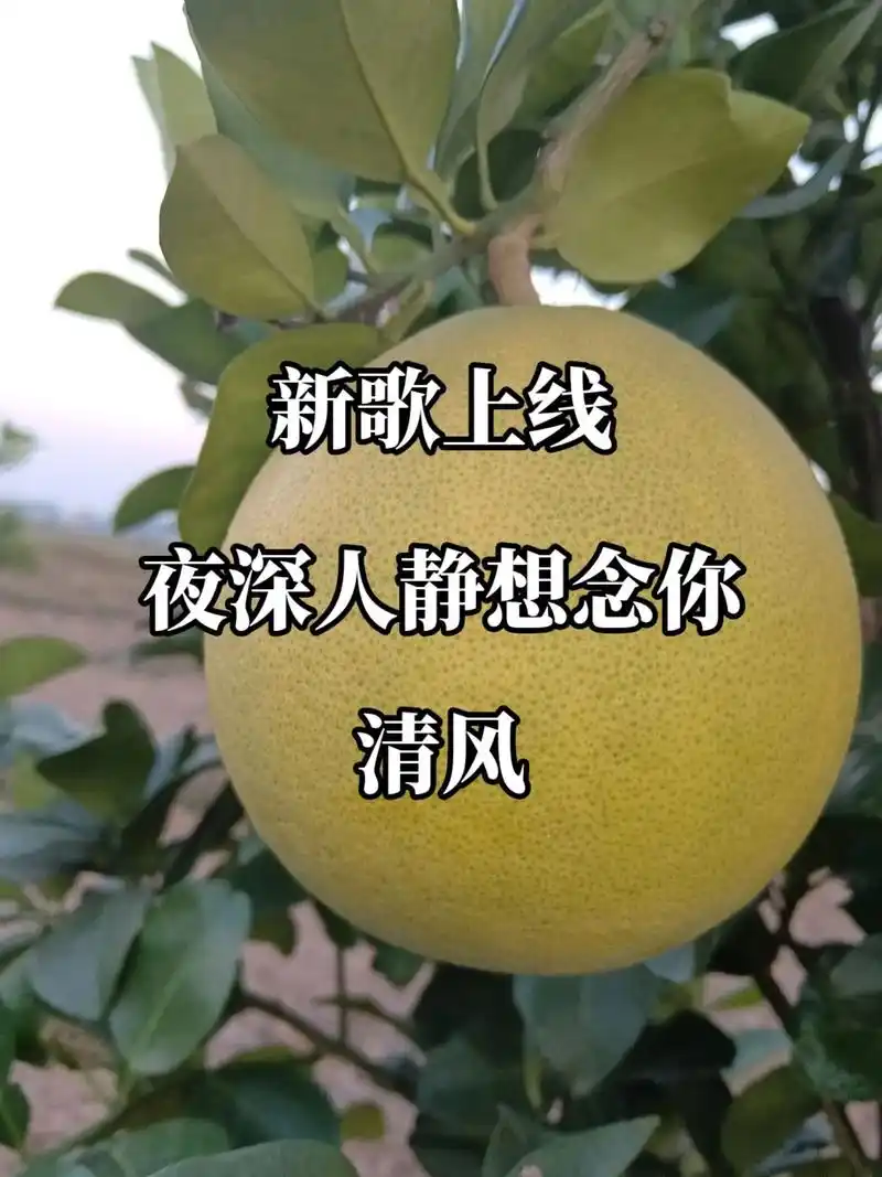 飘零的忧伤,缠绕心底的思绪,唯有在夜深人静时,独自默默遥望你 - 抖音