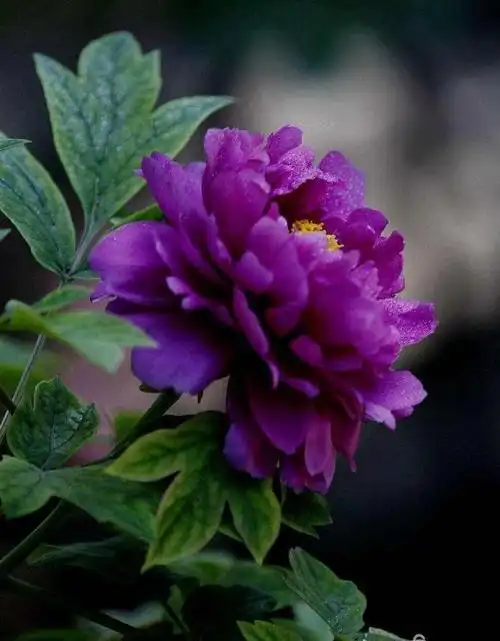 外形特征:紫色牡丹小叶为宽卵形,花瓣为淡紫色.