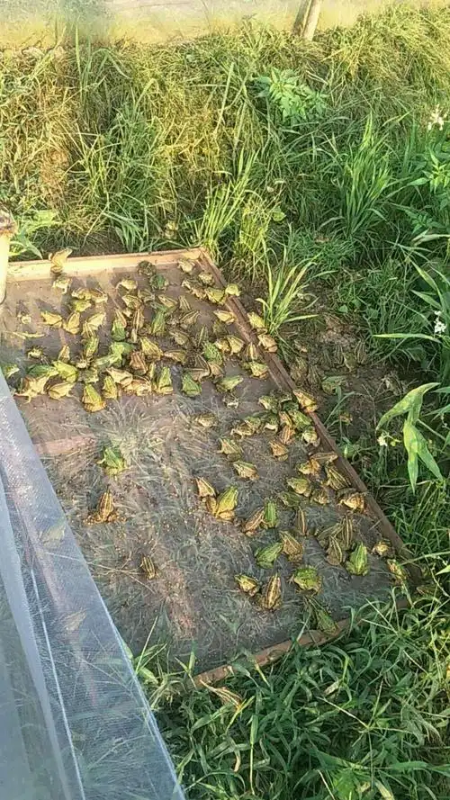 湘源振鑫水产养殖合作社泗溪河基地青蛙上市啦!