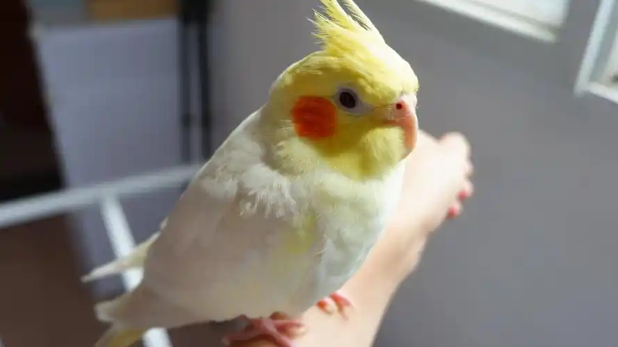 【玄凤鹦鹉】洗完澡晒太阳啦,蓬松的毛球球,最喜欢用脸贴它肚子了.