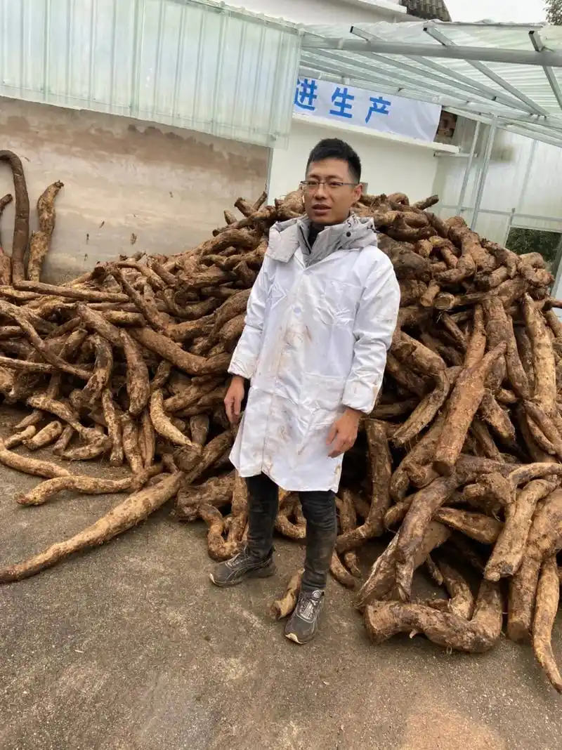 年后本厂计划: 大量收购葛花,野生葛根.种植葛根!    收 - 抖音