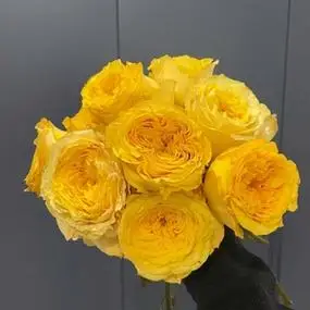 暴风女神玫瑰花苗迪瑞特奥斯汀花型橙黄色大花月季花瓣厚抗病虫害