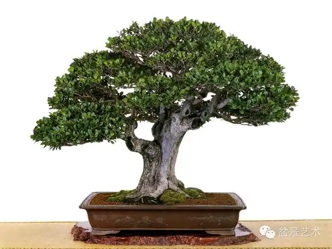 象牙树盆景●植物用途