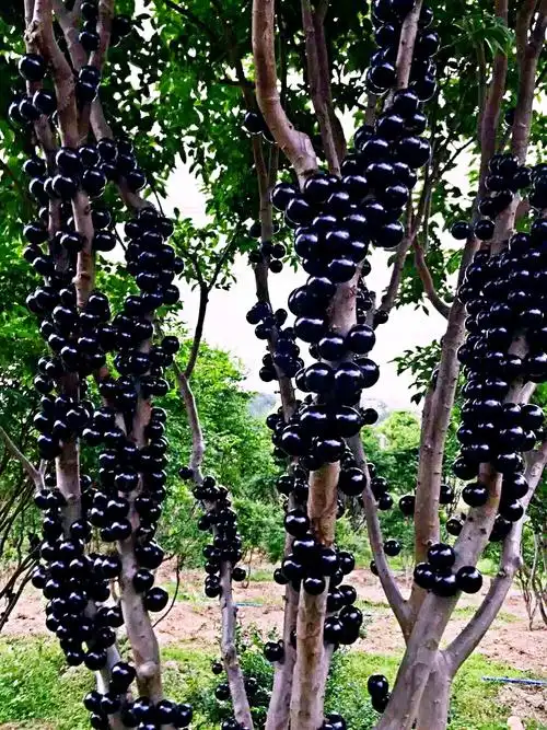 广州嘉宝果专业合作社果树现正火热推广中,欢迎前来参观选购. - 美篇