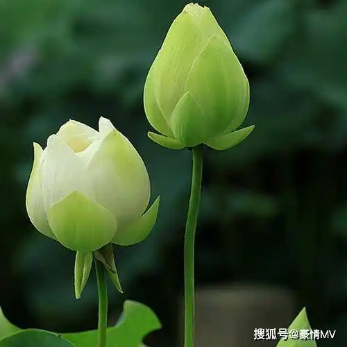 2022年最新版荷花微信头像,姿态各异的荷花太美了