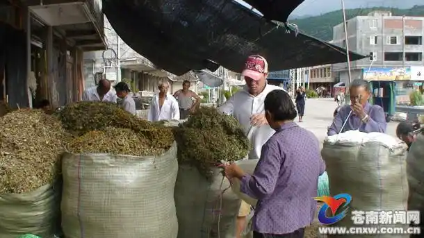 赤溪草药收购忙