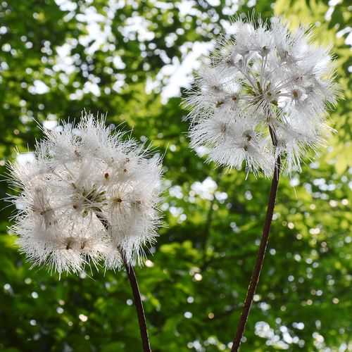 仿真花 客厅摆设 落地花卉_蒲公英仿真花假花客厅落地摆件花卉北欧