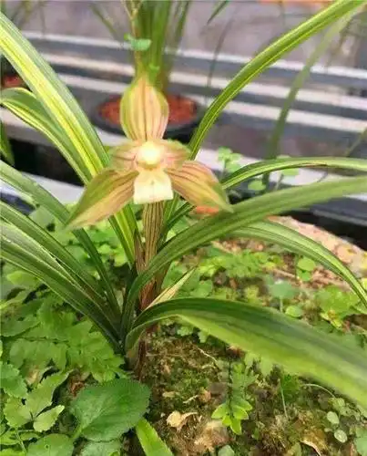 四川雅安下山的一颗春兰缟艺彩素花,后来成为传世极品_兰花