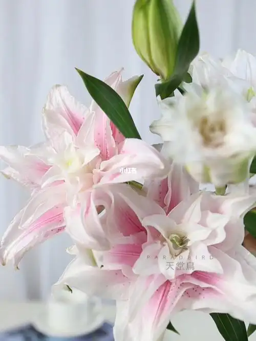 伊莎贝拉重瓣百合