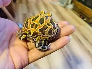 紫藤角蛙后代两只