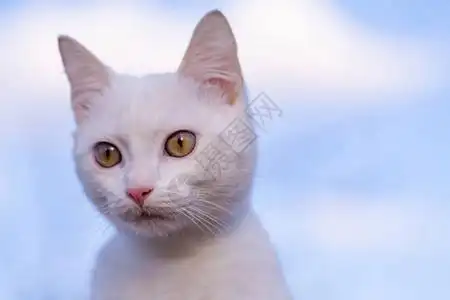 跑 猫一只大眼睛的白色家猫的画像可爱干净的猫长着粉红色鼻子的白猫