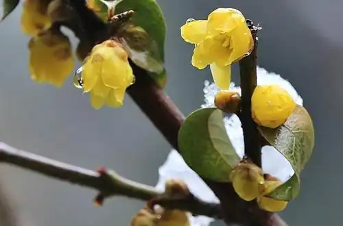 冬天开的花有哪些