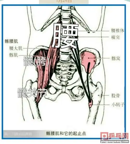 腰,髋(胯),髋关节之运动
