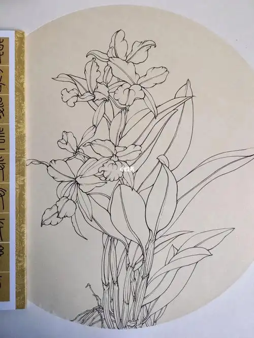 石斛兰花卉速写